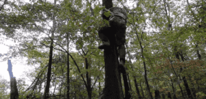 Man Climbing Tree