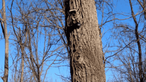 trail camera in tree