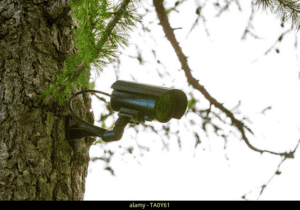 tree camera